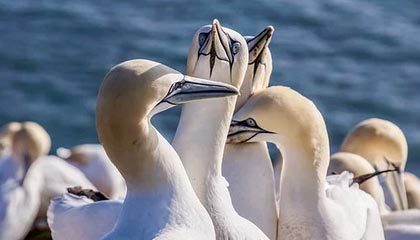 开云 kering 集团-深圳领航队调整阵容配置找到最佳组合方案，深圳领航者队员