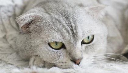 开云 kering 集团-深圳领航队调整阵容配置找到最佳组合方案，深圳领航者队员