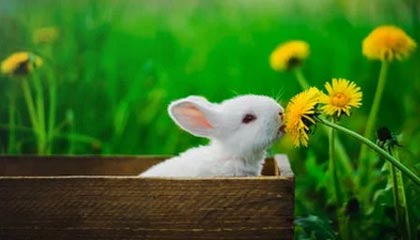 开云 kering 集团-深圳领航队调整阵容配置找到最佳组合方案，深圳领航者队员